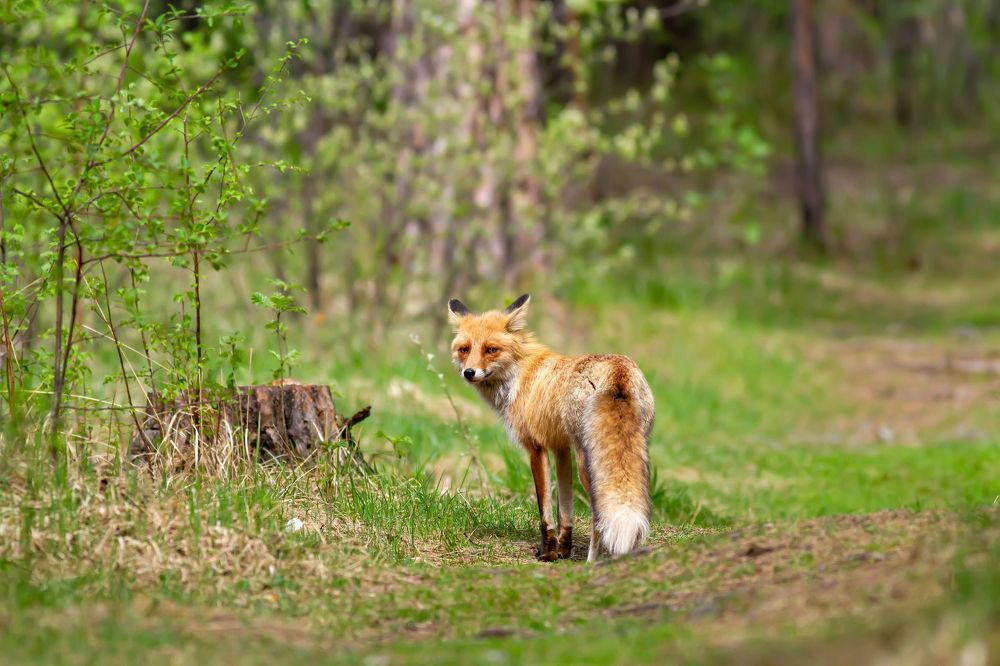 Photo 2350847