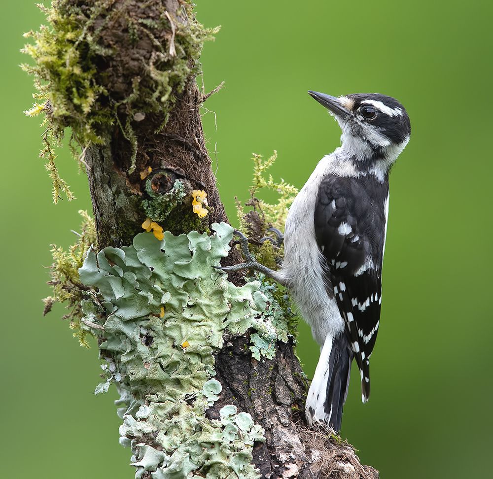Downy woodpecker Female - Пушистый дятел