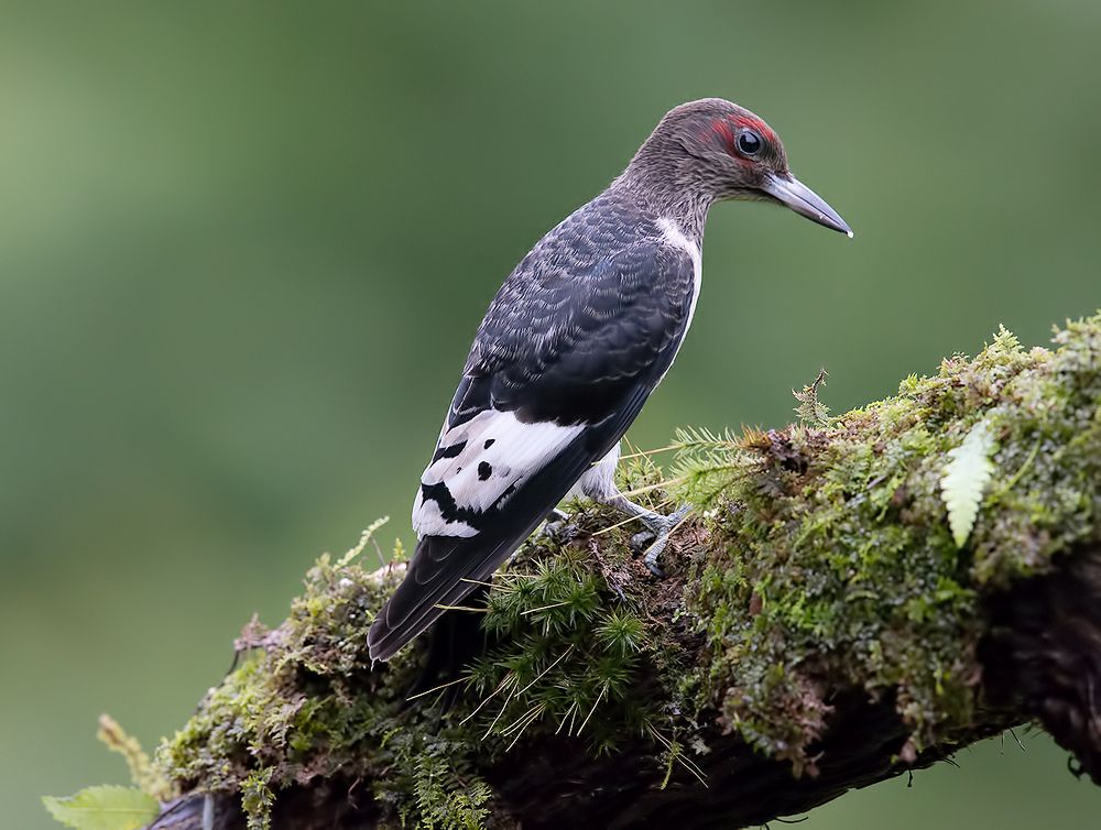 Red-headed woodpecker - Красноголовый меланерпес