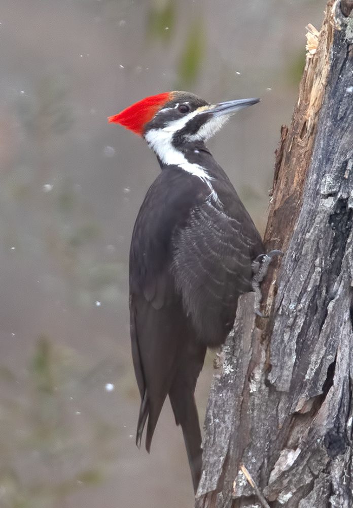 Pileated Woodpecker - Хохлатая желна