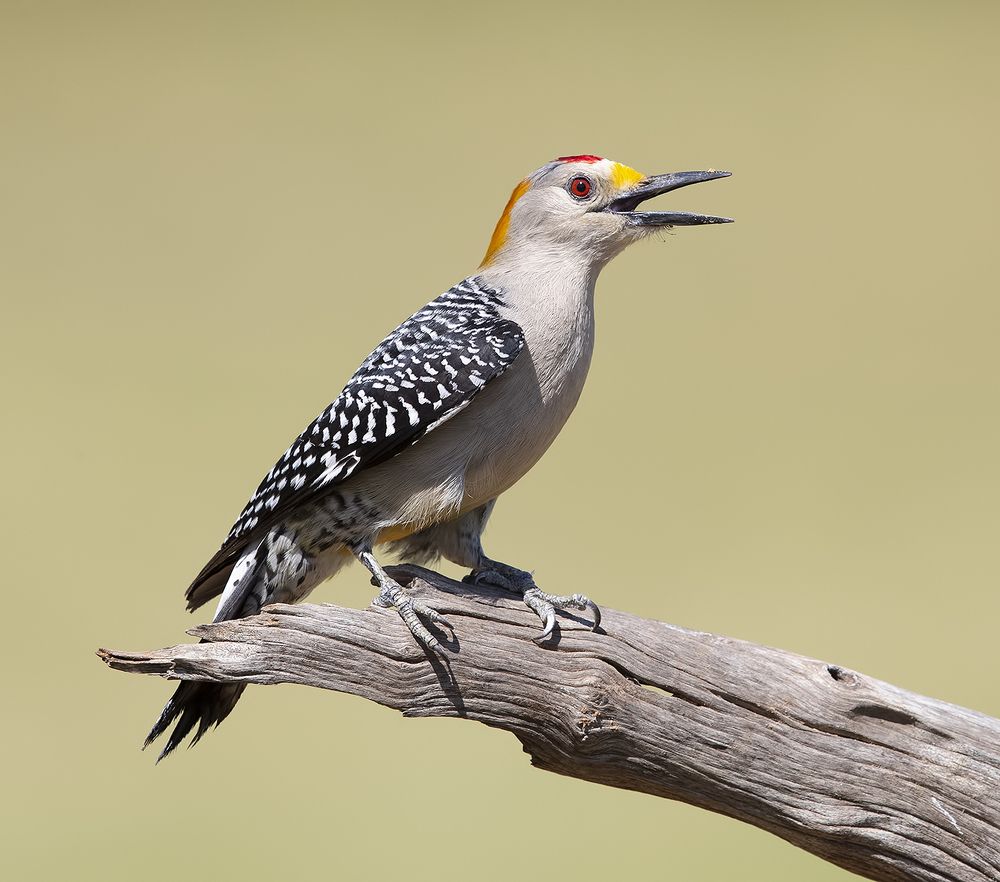 Golden Fronted Woodpecker male - cамец. Золотолобый меланерпес