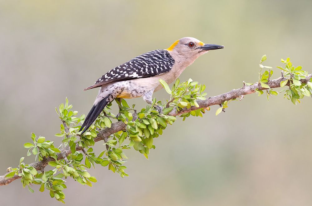 Female. Golden Fronted Woodpecker- cамка. Золотолобый меланерпес