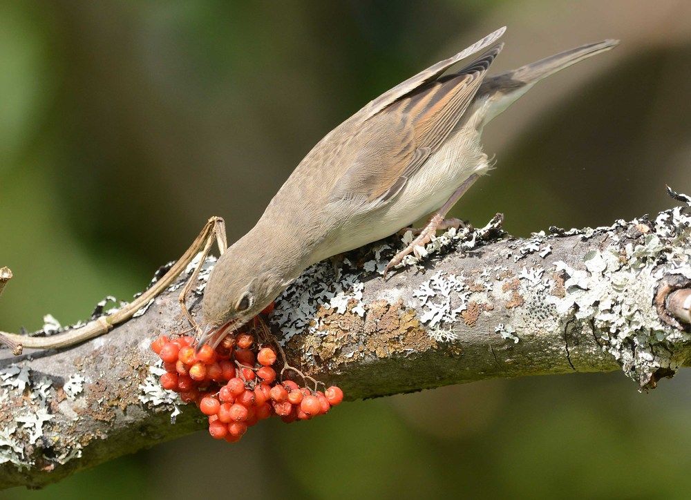 Photo 2358014