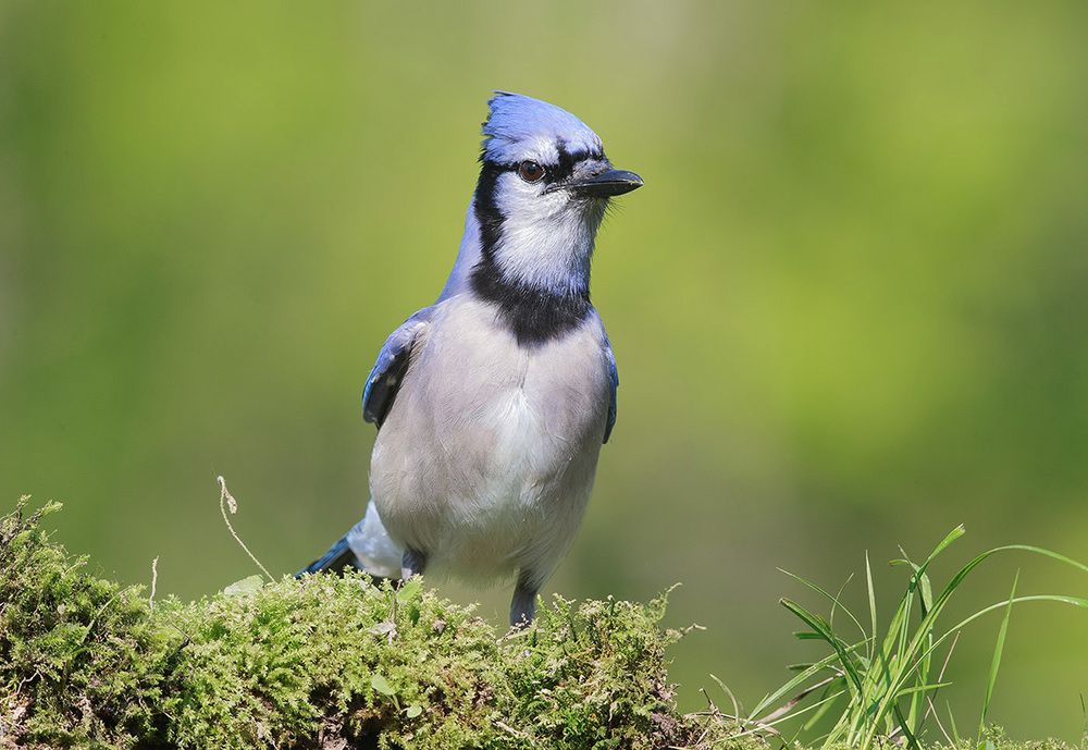 Blue Jay - Голубая сойка
