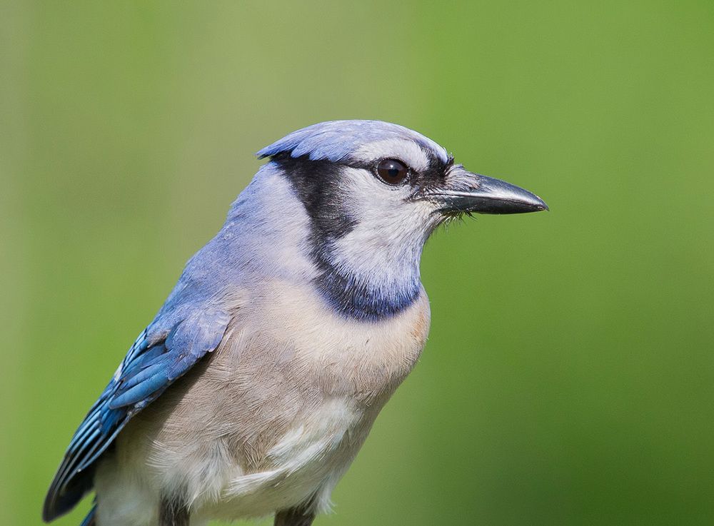 Blue Jay - Голубая сойка