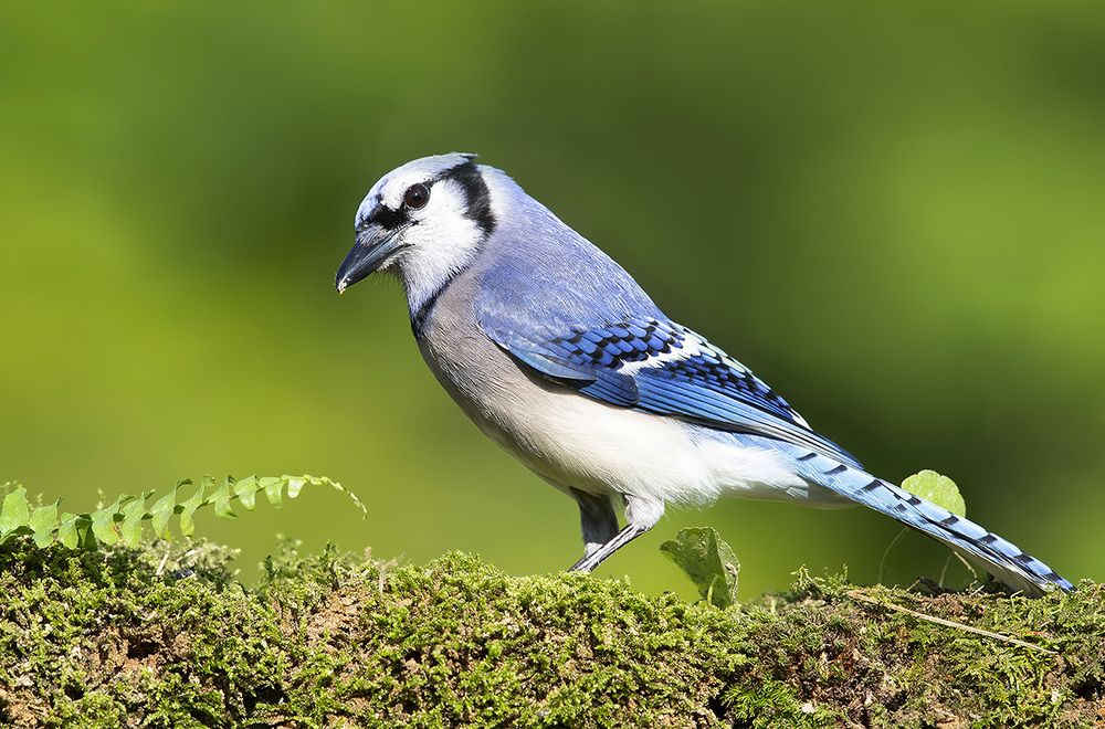 Blue Jay - Голубая сойка