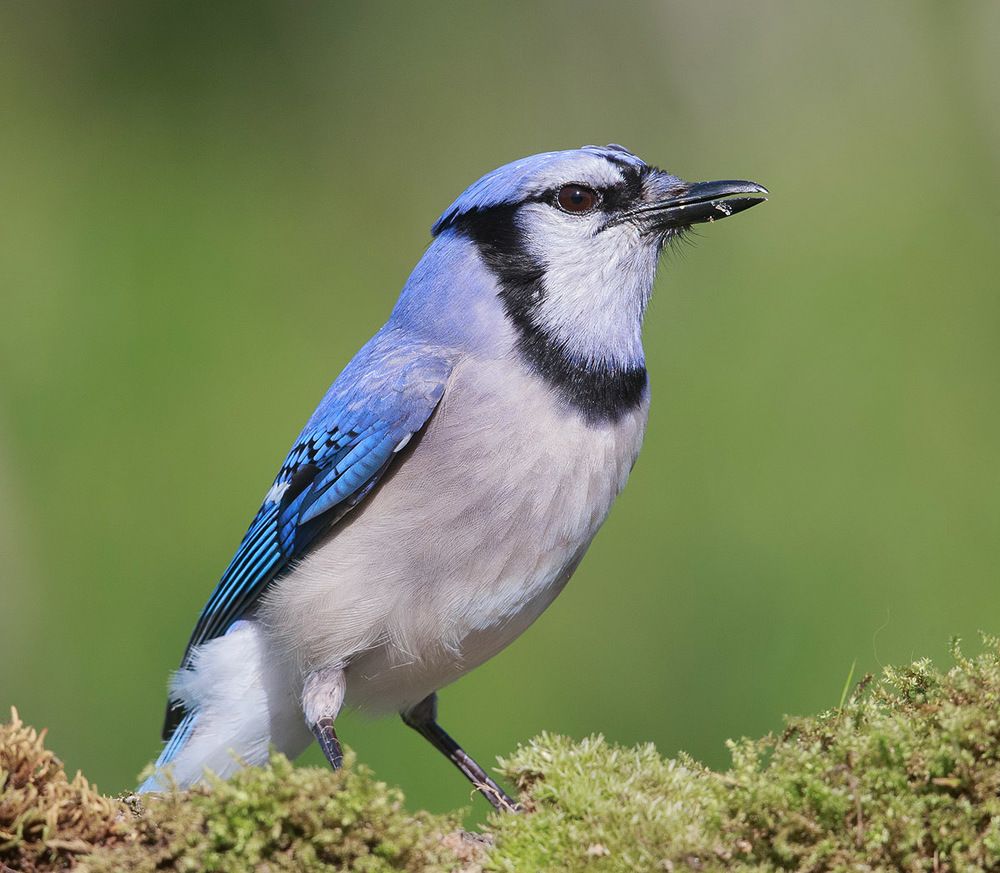 Blue Jay - Голубая сойка
