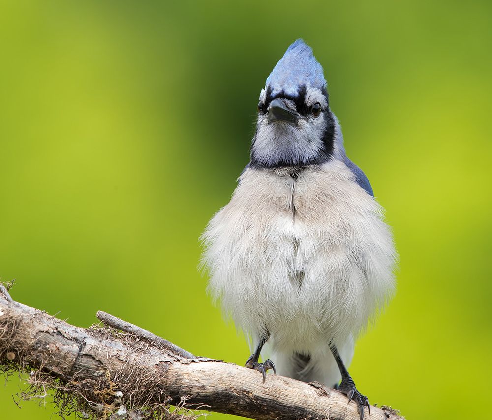 Blue Jay - Голубая сойка