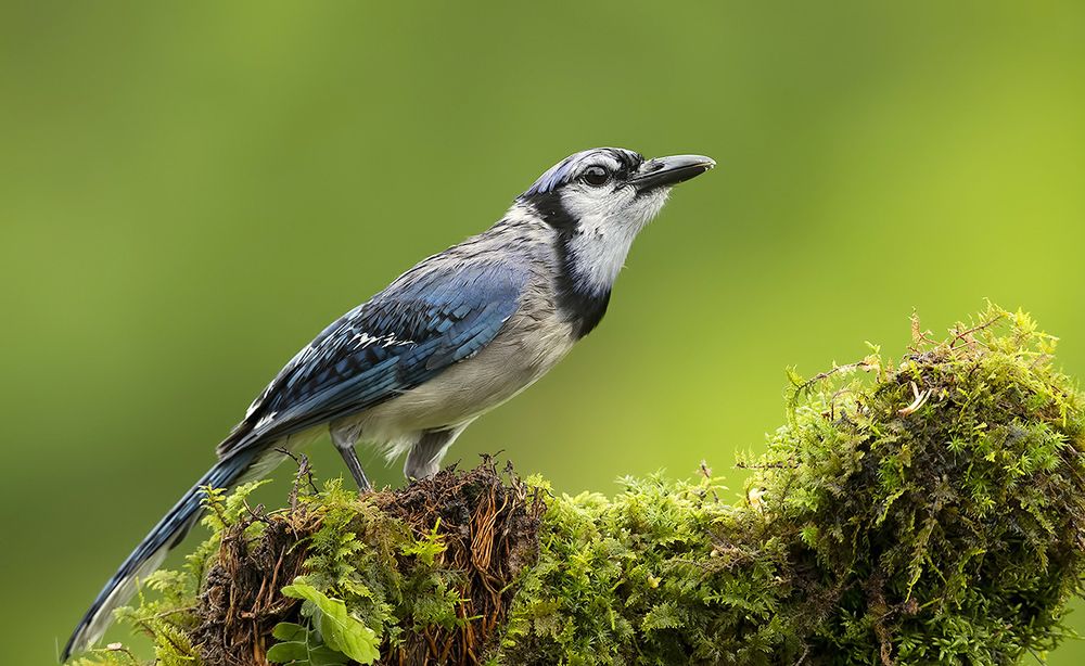 Blue Jay - Голубая сойка
