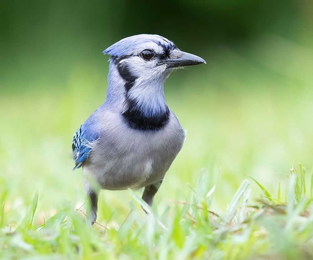 Blue Jay - Голубая сойка
