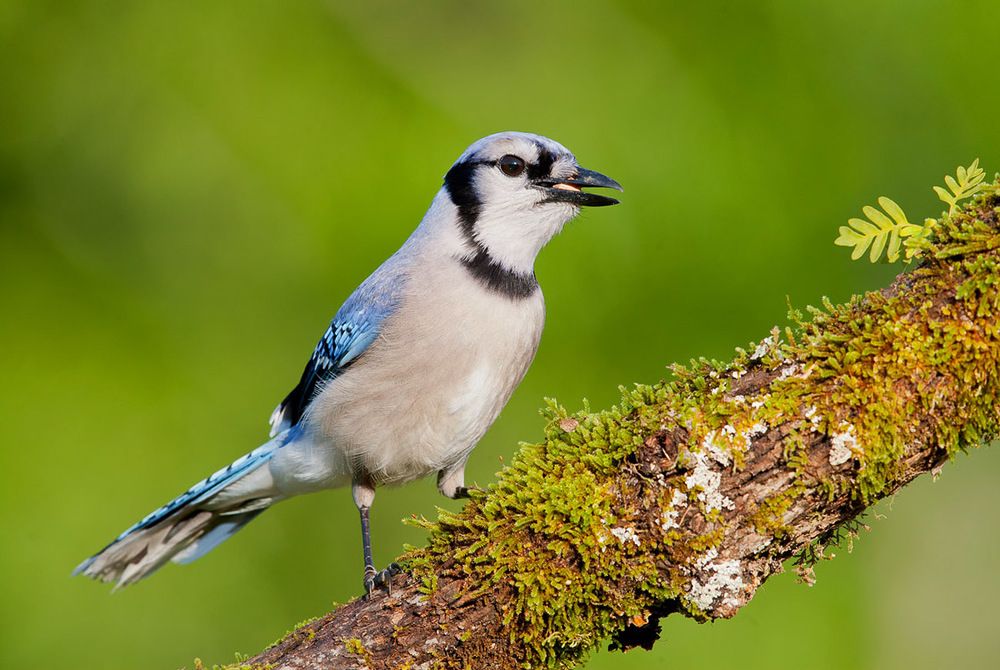 Blue Jay - Голубая сойка