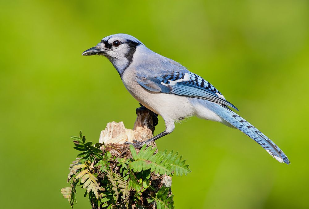 Blue Jay - Голубая сойка