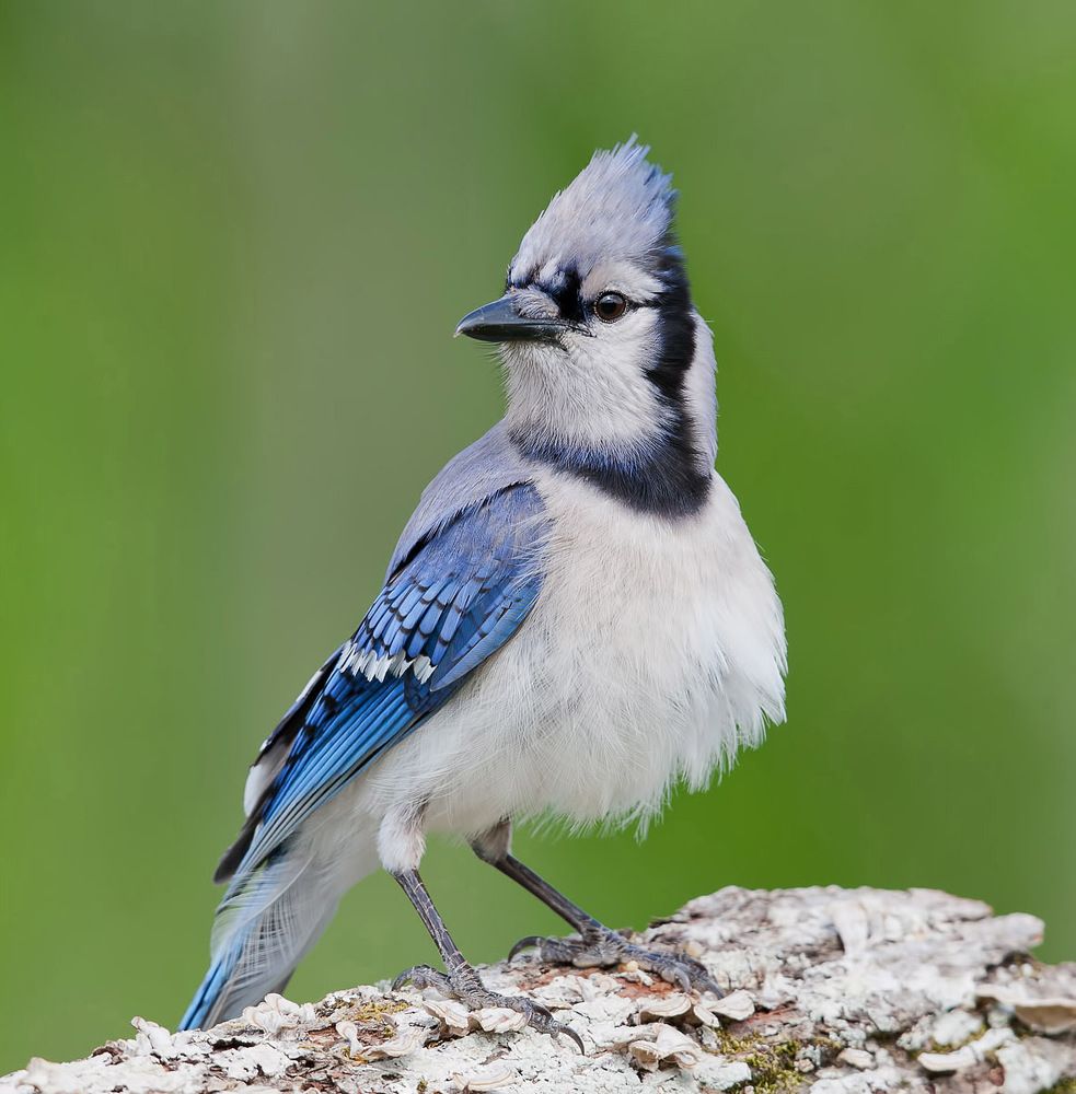 Blue Jay - Голубая сойка