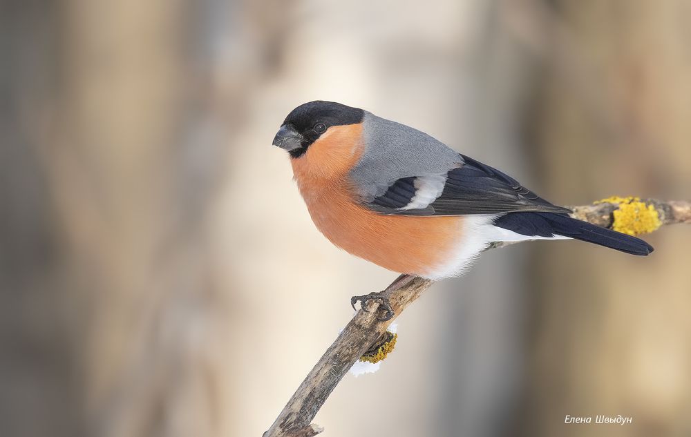Bullfinch
