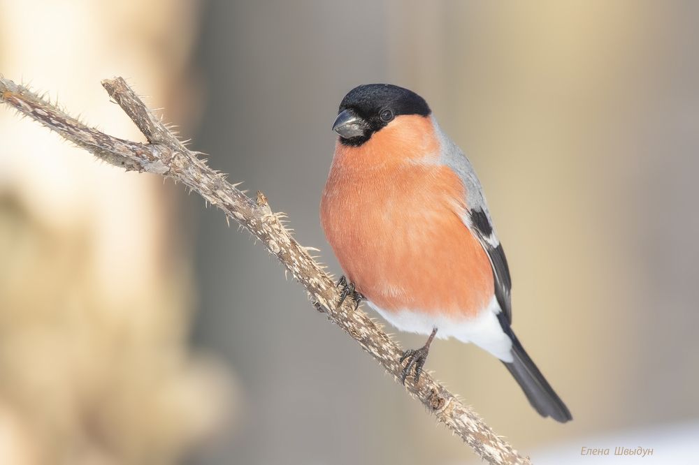 Bullfinch