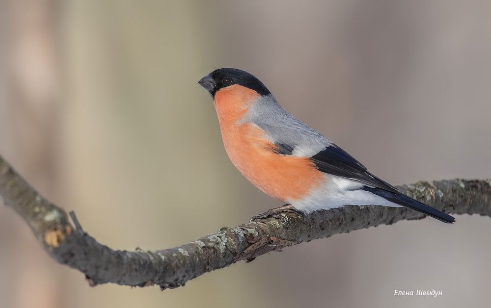 Bullfinch