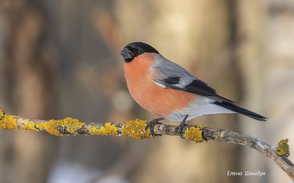 Bullfinch