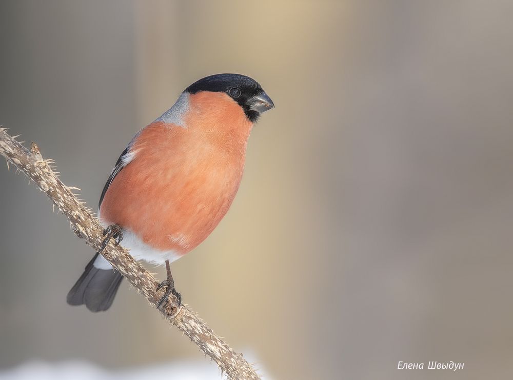 Bullfinch