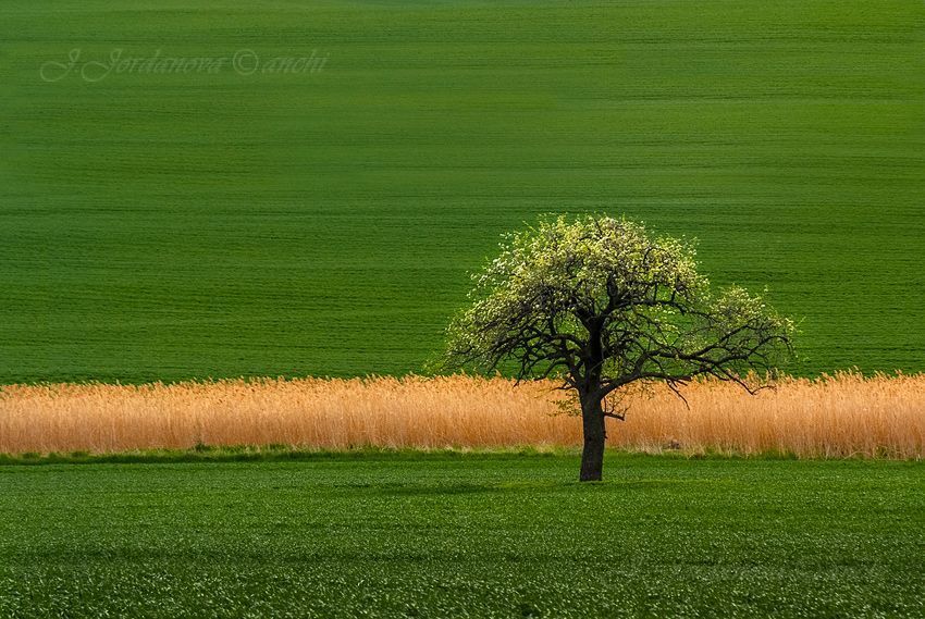 In The Springtime...