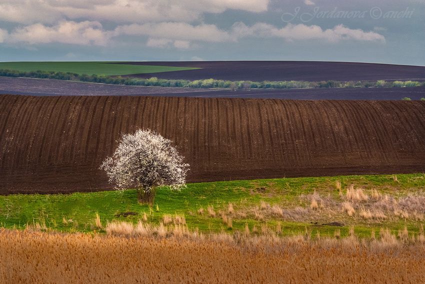 colors of spring