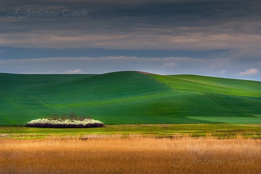 colors of spring II