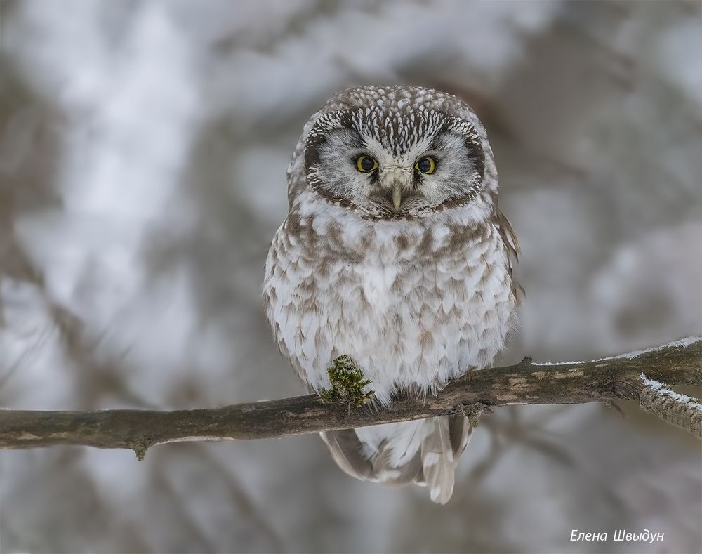 Boreal owl