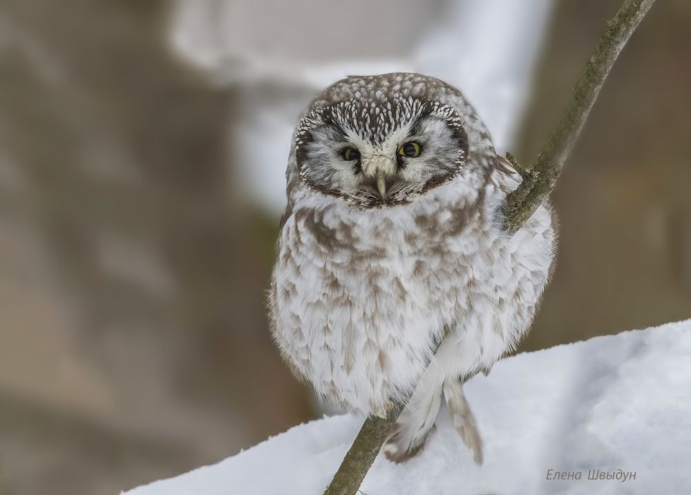 Boreal owl