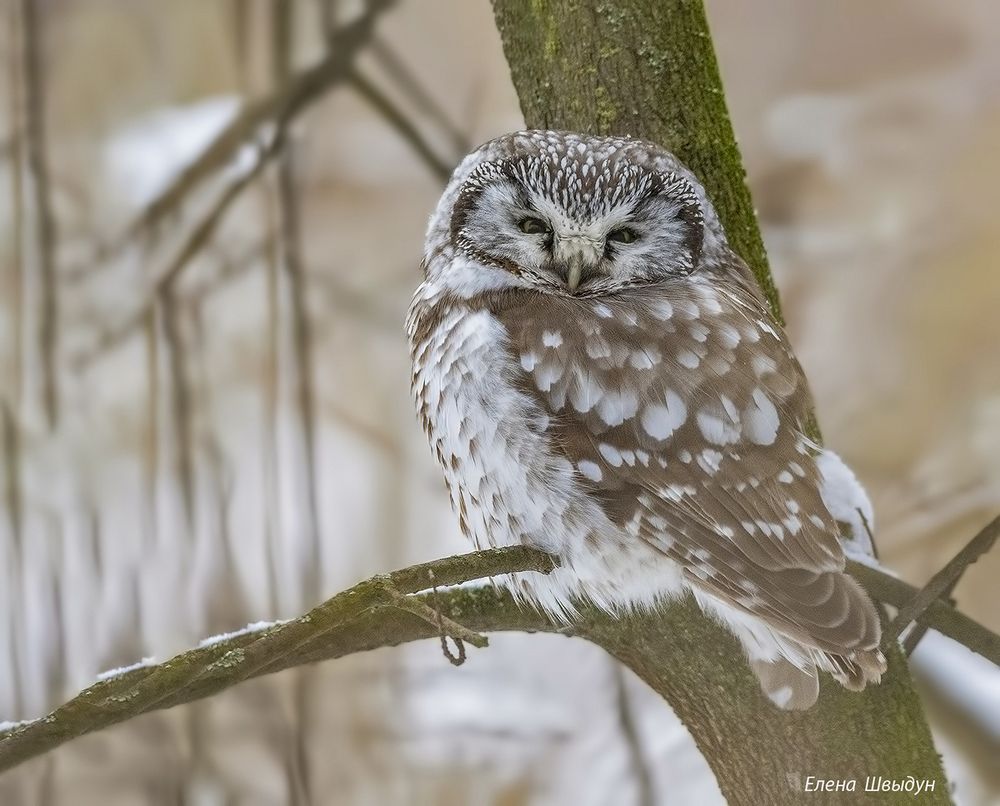 Boreal owl