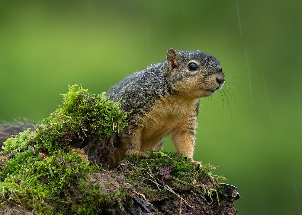 Fox Squirrel - Лисья Белка