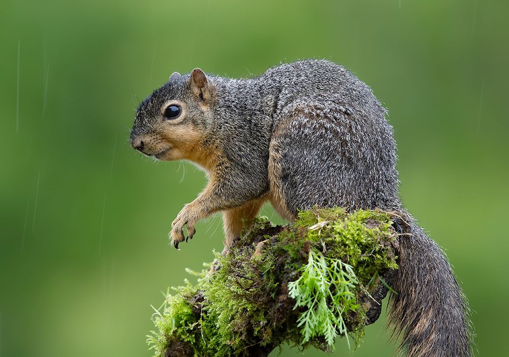 Fox Squirrel - Лисья Белка
