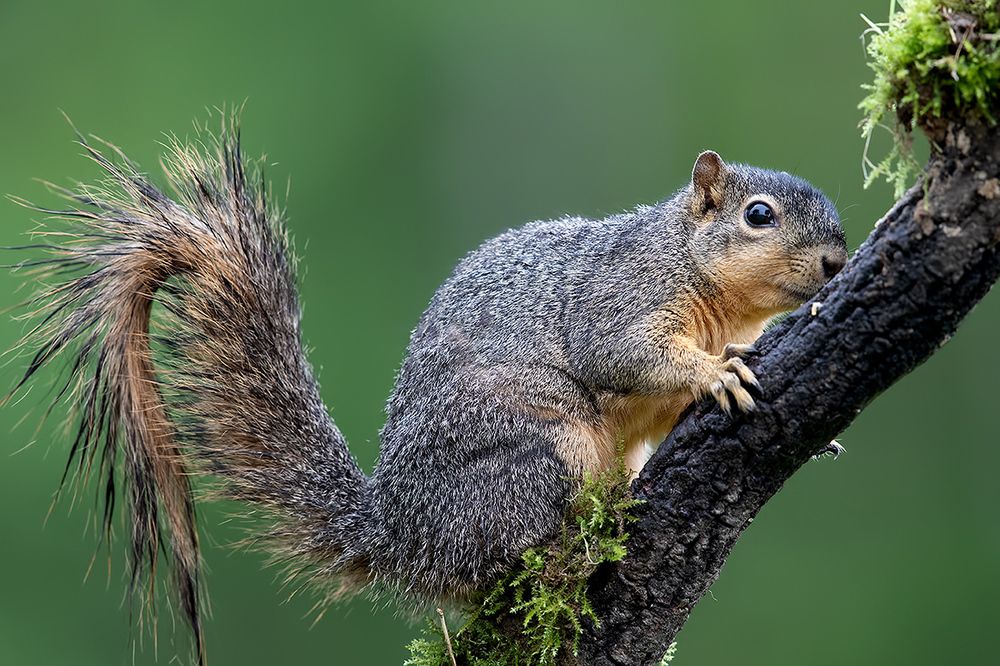 Fox Squirrel - Лисья Белка