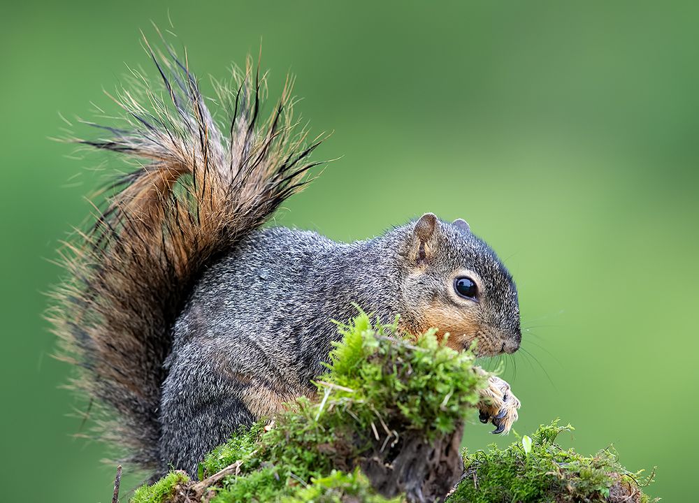 Fox Squirrel - Лисья Белка