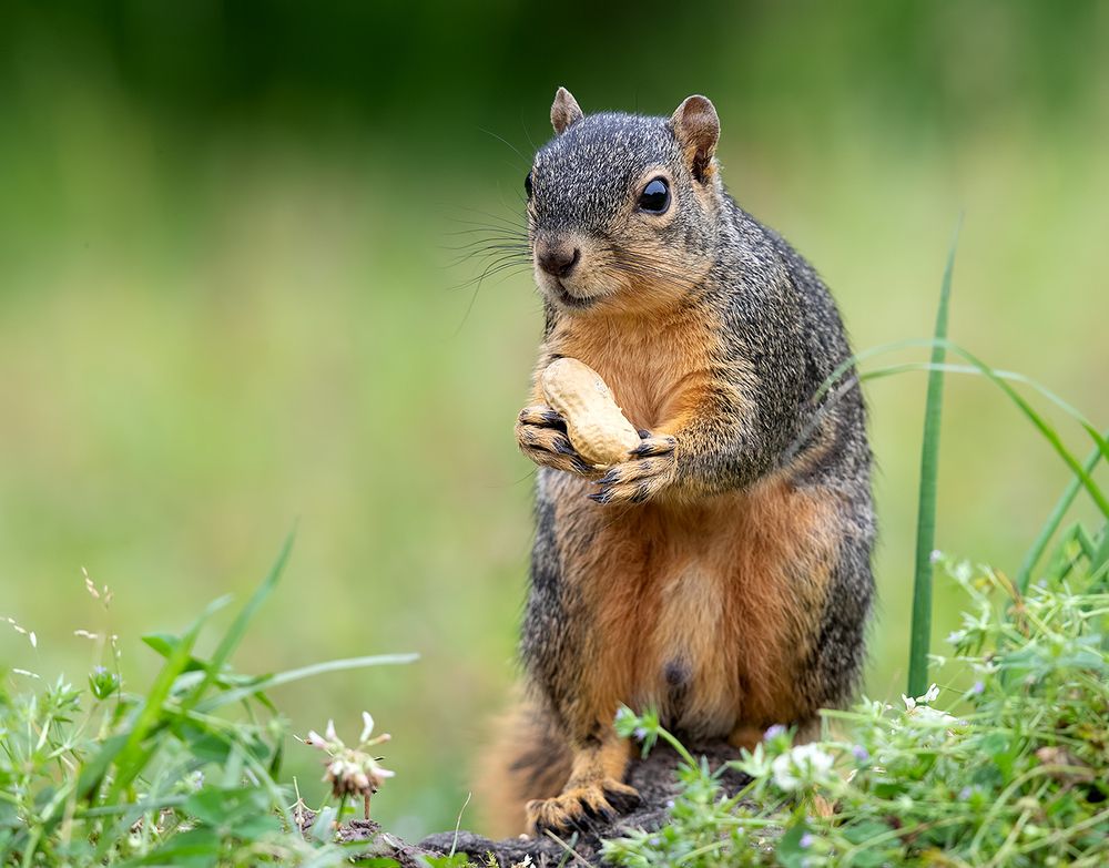 Fox Squirrel - Лисья Белка