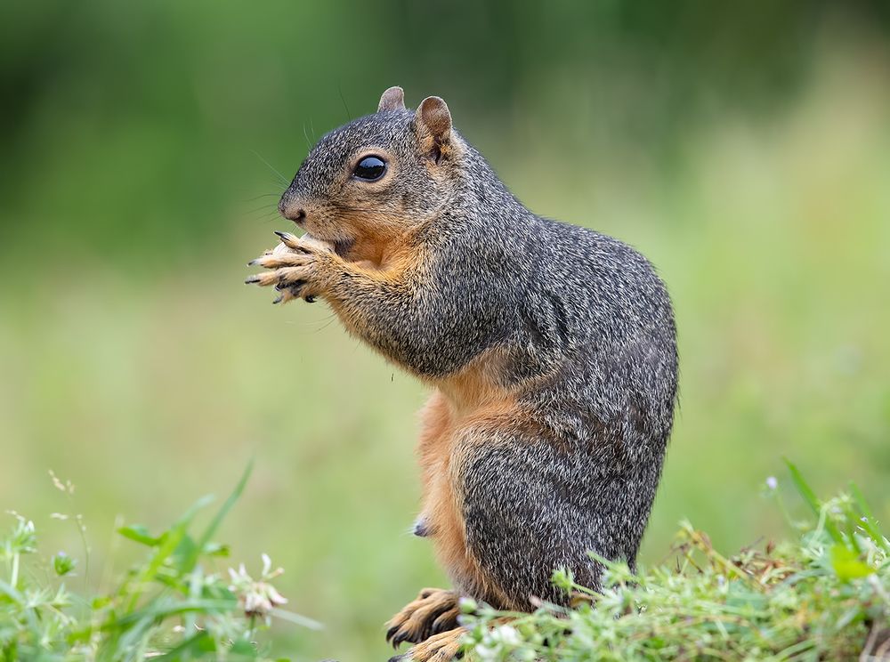 Fox Squirrel - Лисья Белка
