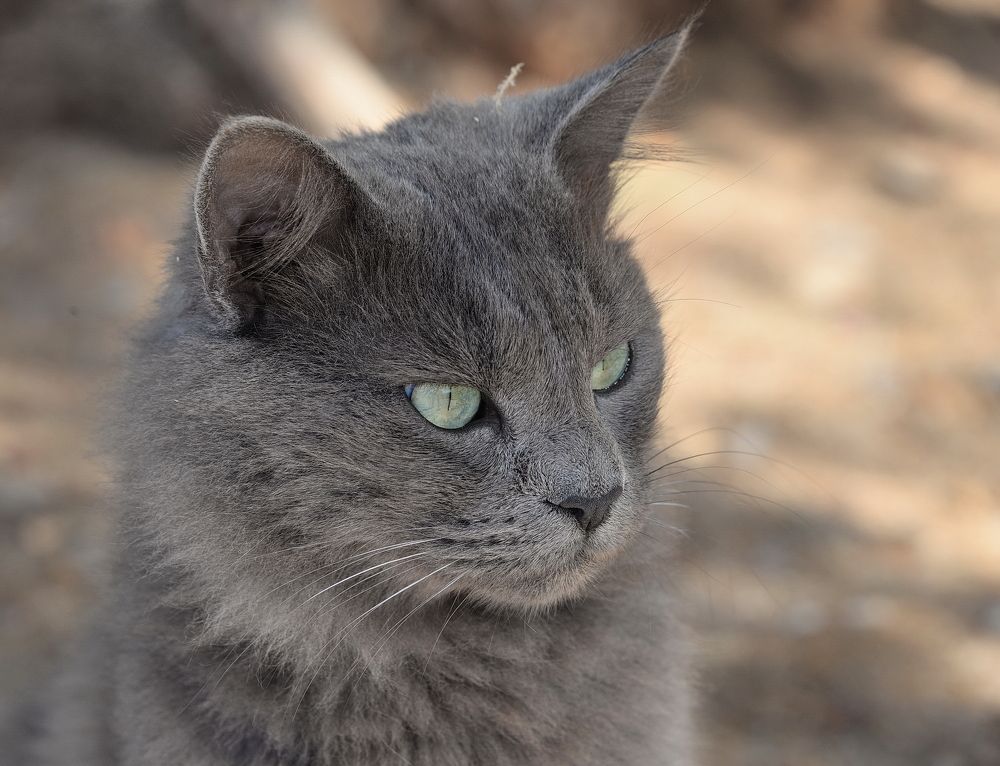 Коты с острова Гидра
