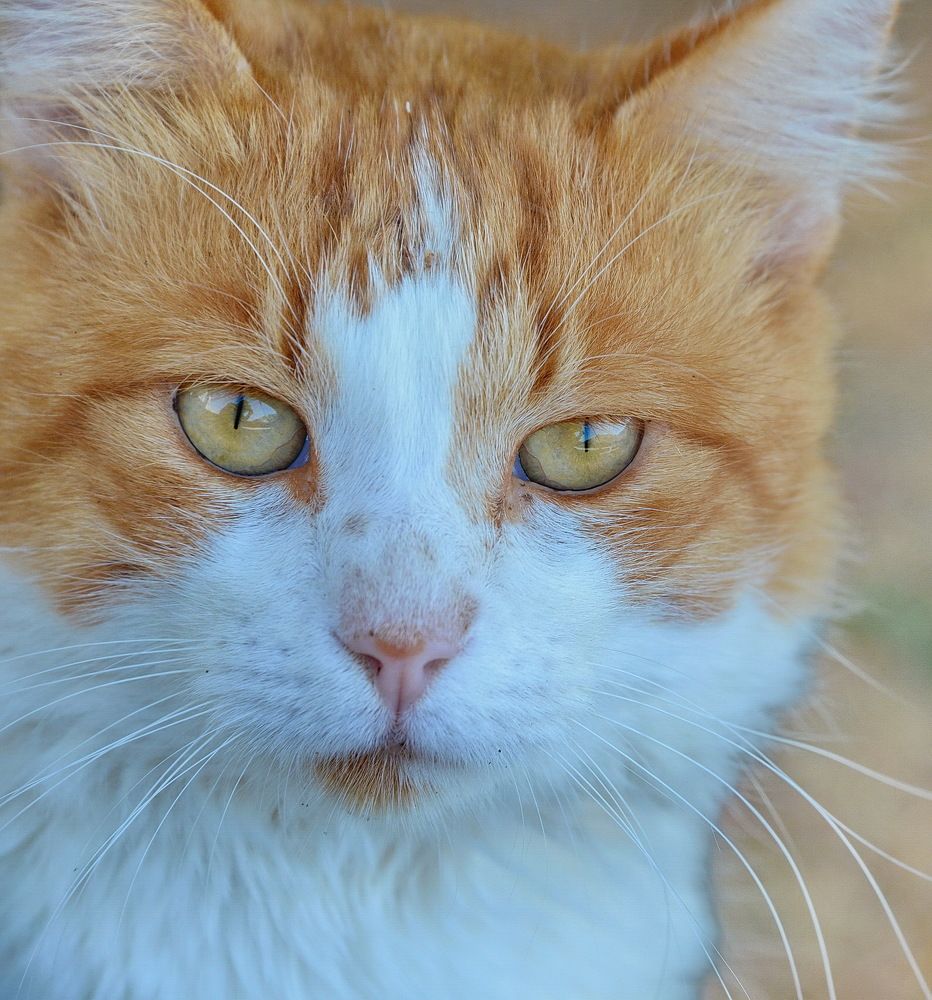 Коты с острова Гидра