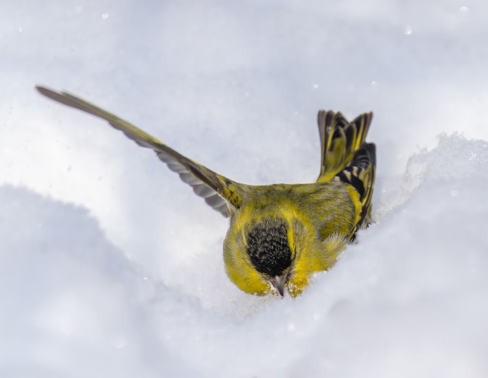 Чижики