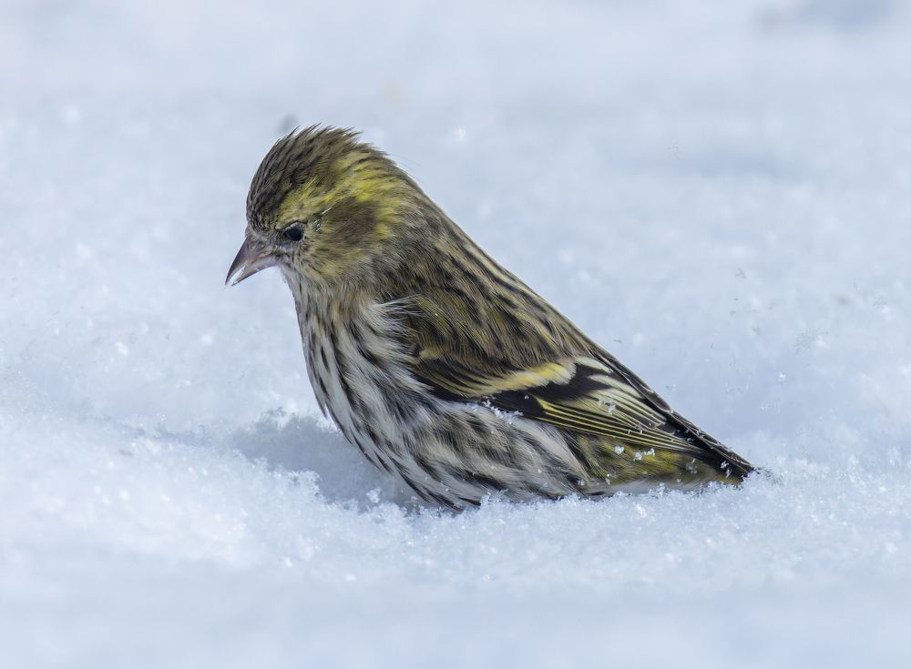 Чижики
