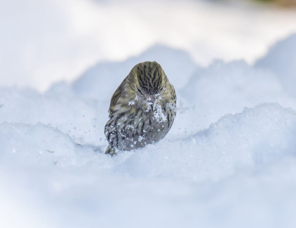 Чижики