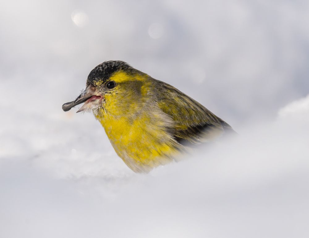 Чижики