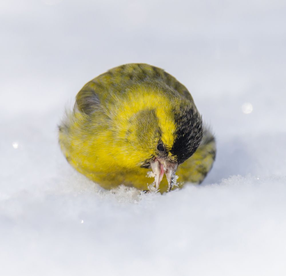 Чижики