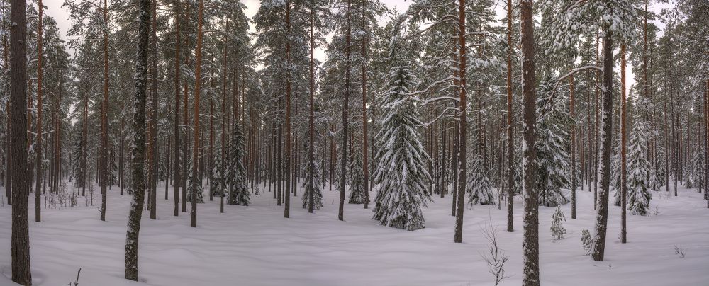 Лесная зимняя тишина :)