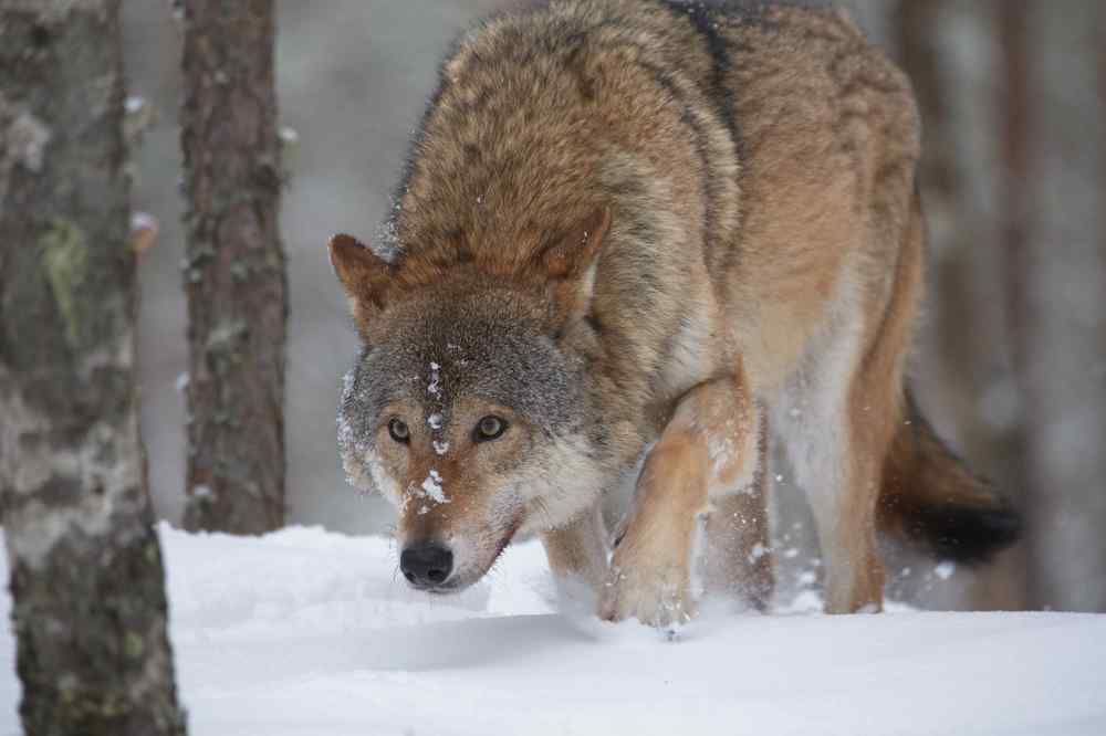 Photo 2370782