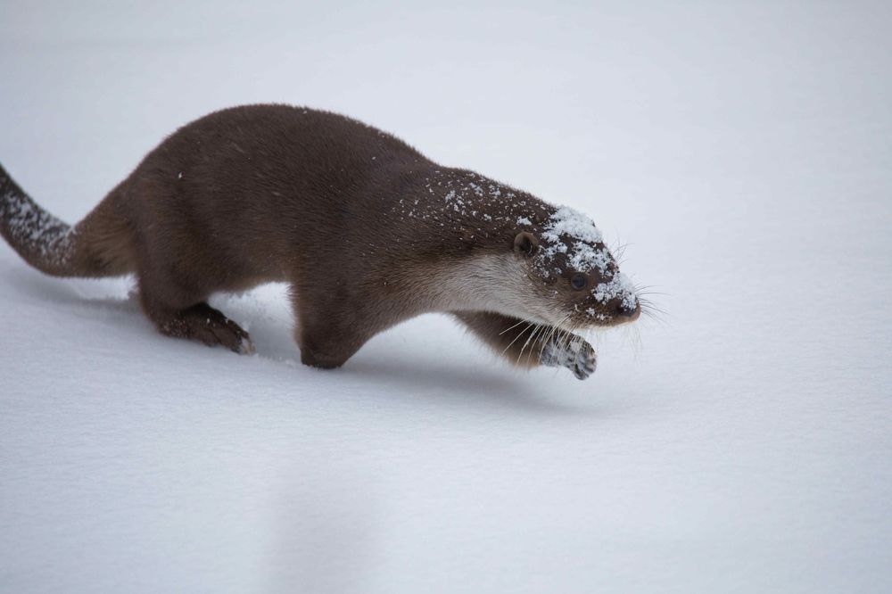 Photo 2370783