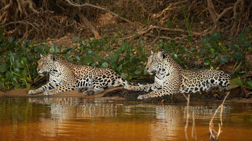 Photo 2372484