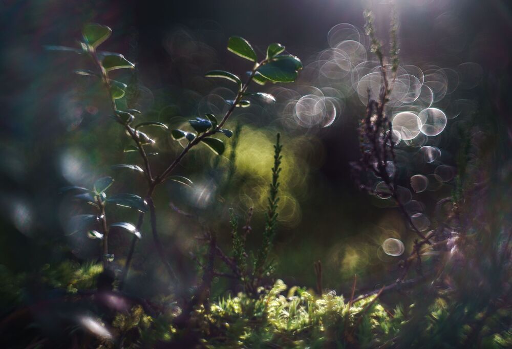 Photo 2379534