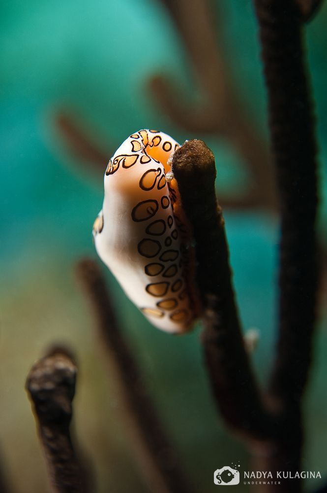 Flamingo Tongue