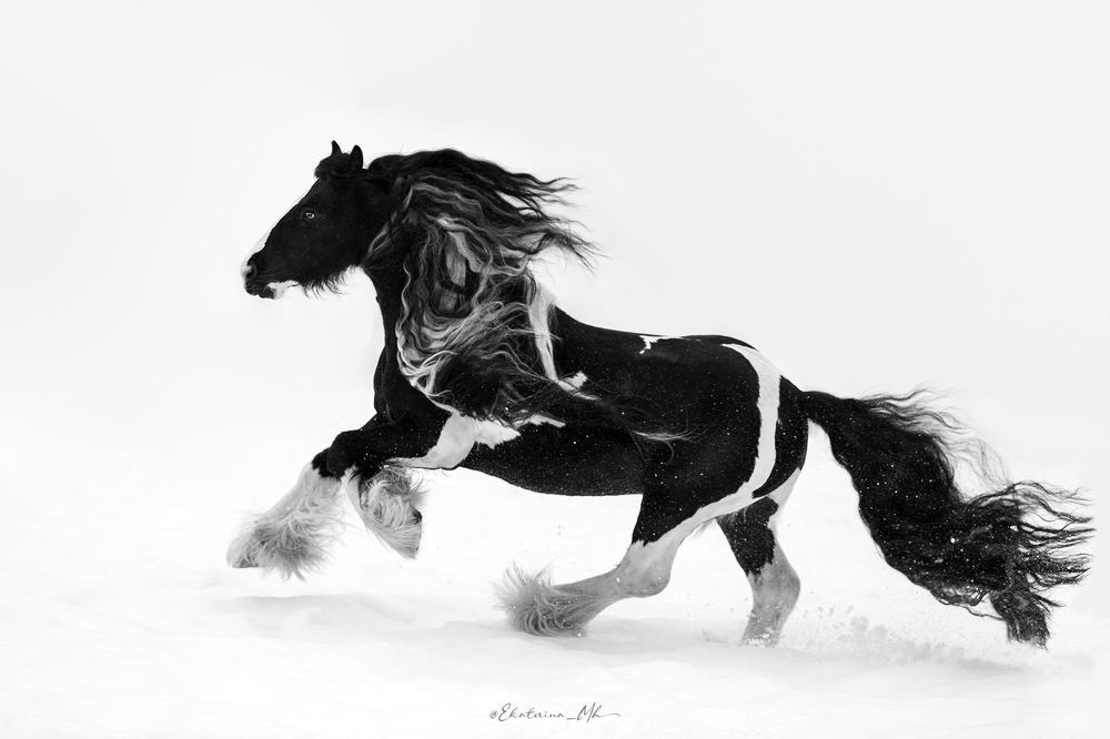Photo 2390962