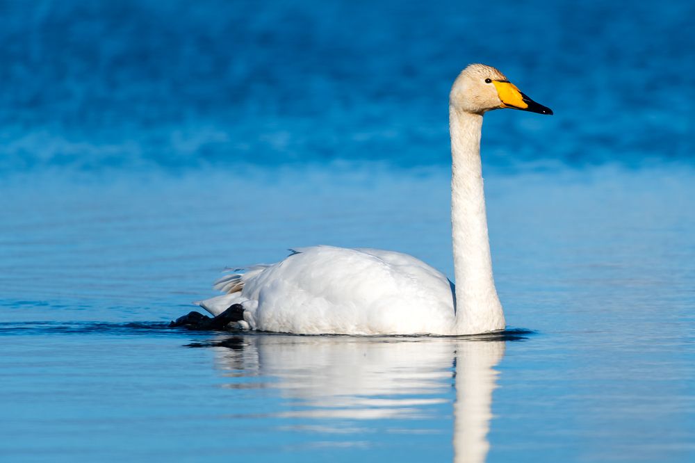 Лебедь-кликун (Cygnus cygnus).