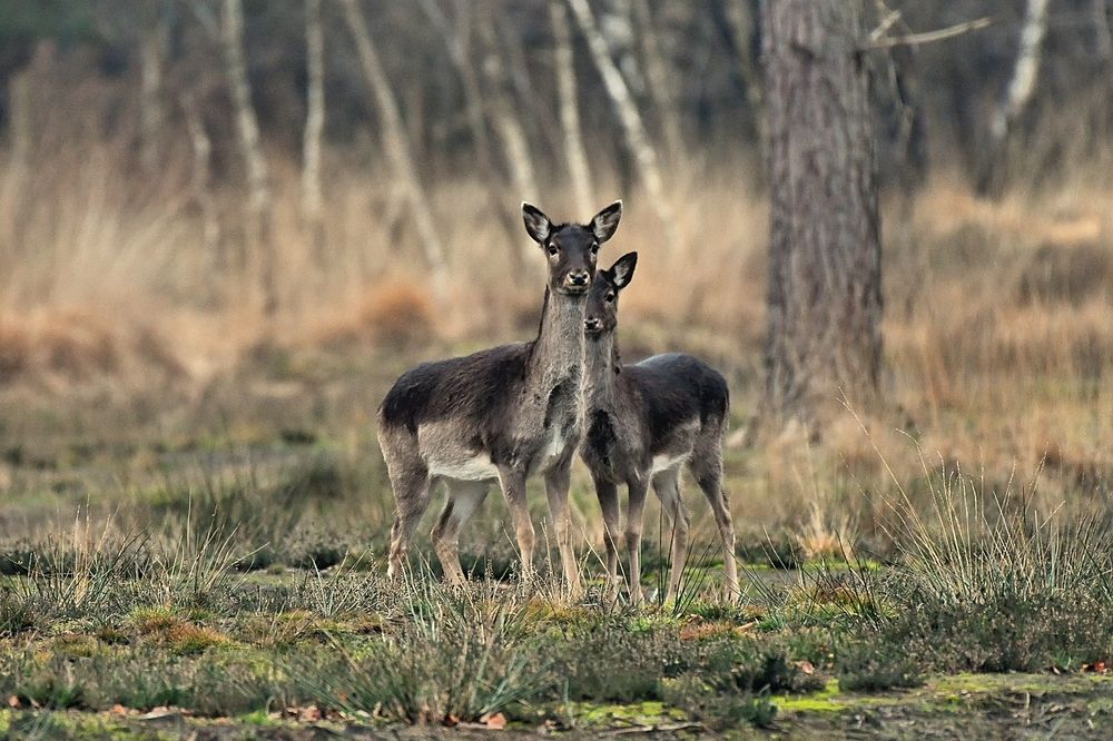 Wildlife in my region.